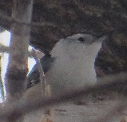 White-breasted Nuthatch - ML612568802