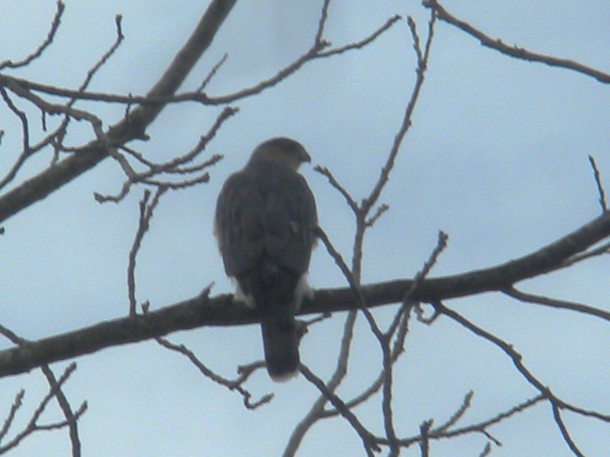 Cooper's Hawk - ML612568958