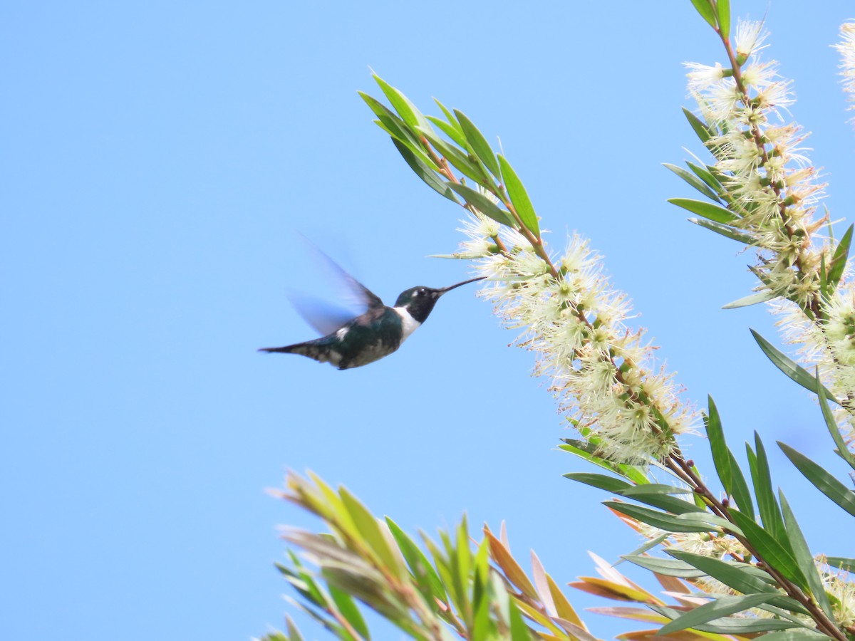 Colibrí de Mulsant - ML612568968