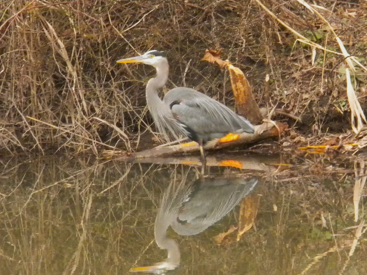 Great Blue Heron (Great Blue) - Rick Keyser