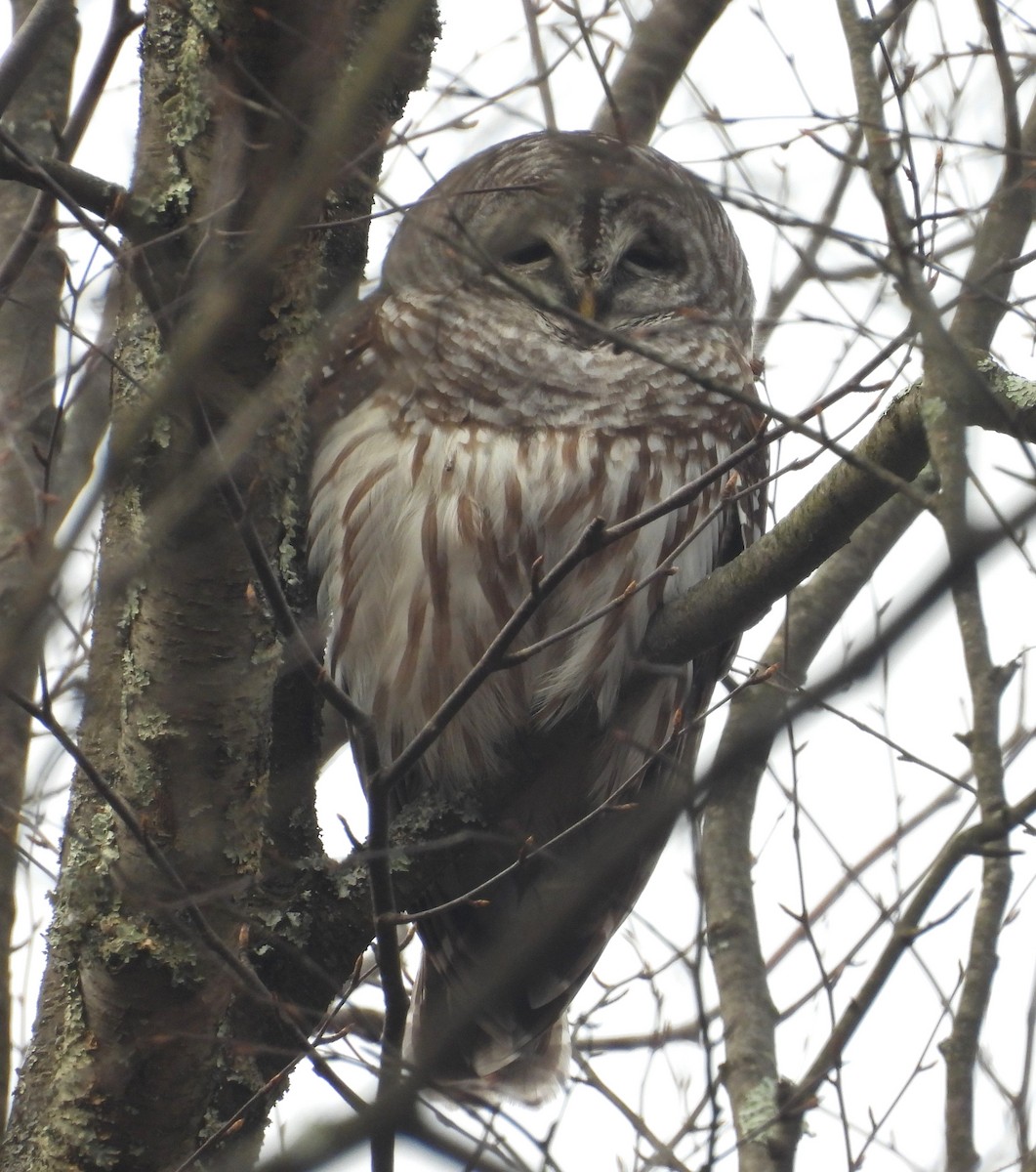 Barred Owl - ML612569027