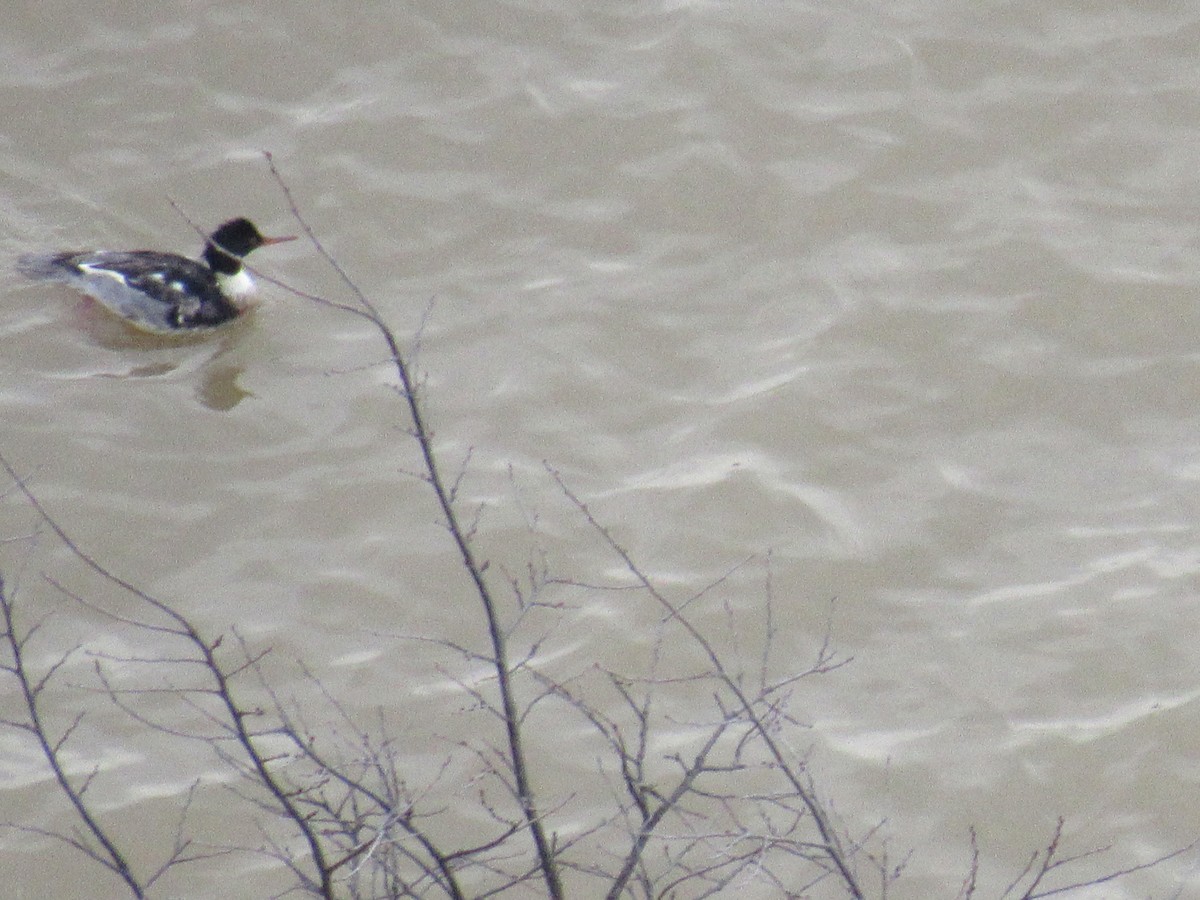 Red-breasted Merganser - ML612569150