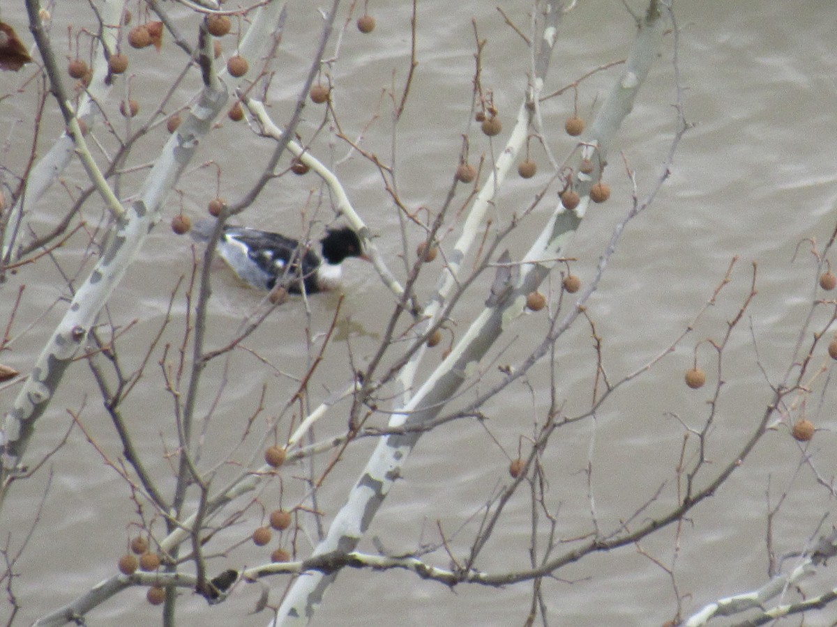 Red-breasted Merganser - ML612569210