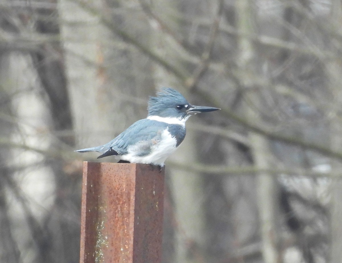 Belted Kingfisher - ML612569228