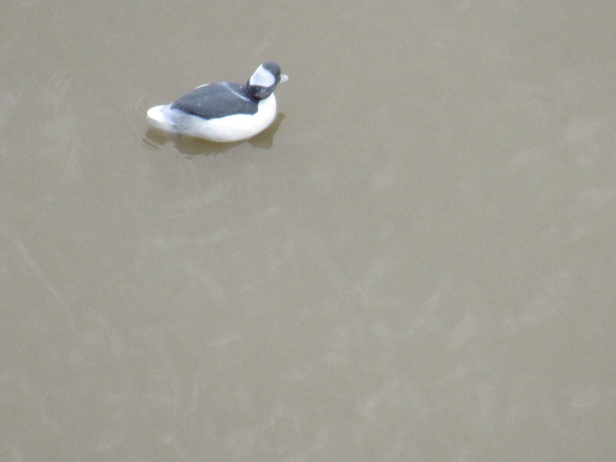 Bufflehead - ML612569232