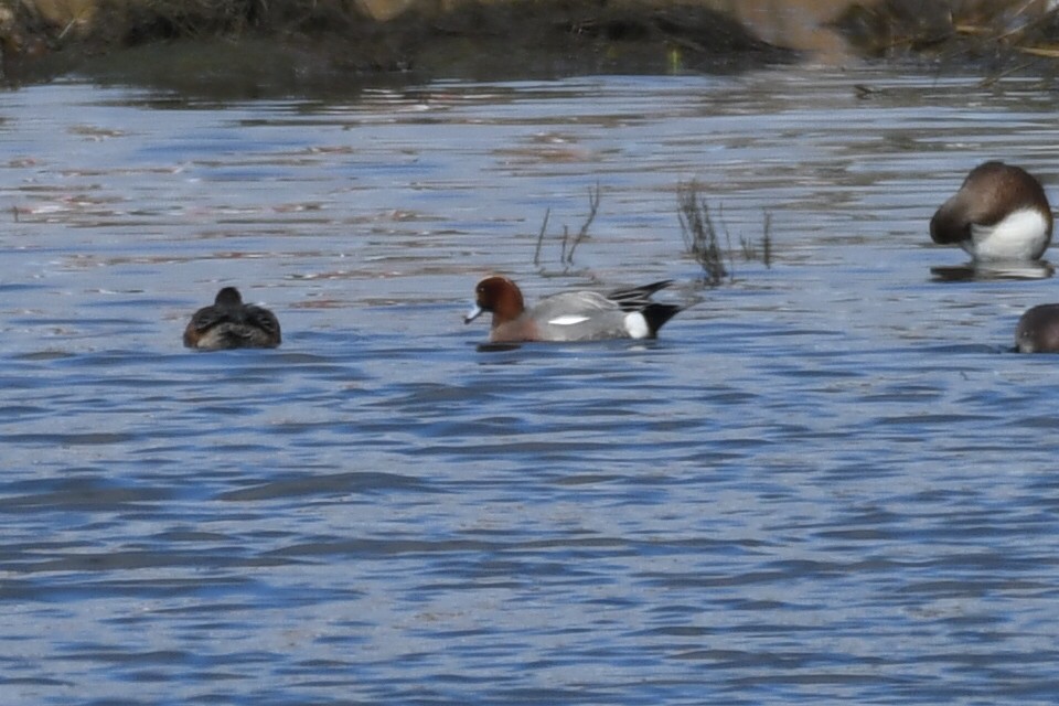 Eurasian Wigeon - ML612569238