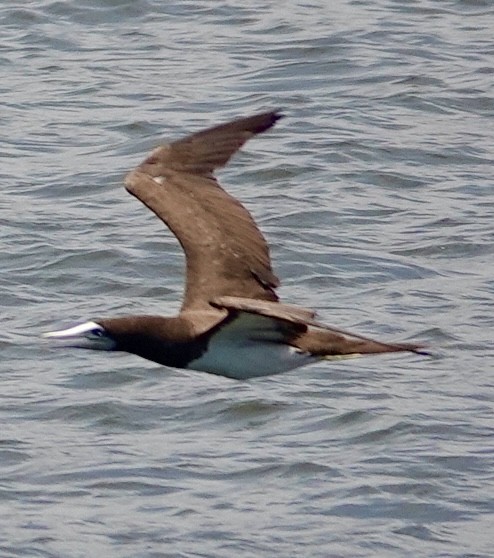 Brown Booby - ML612569246
