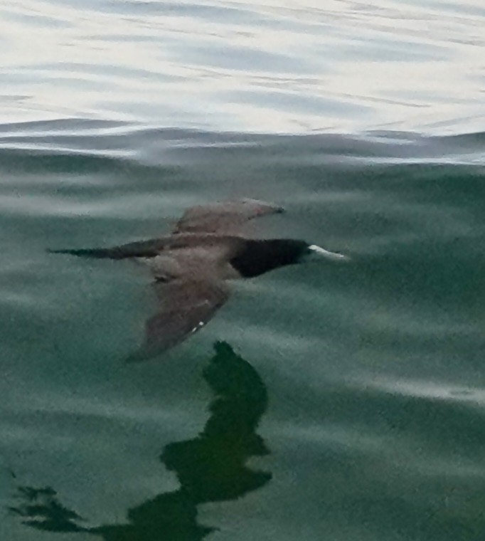 Brown Booby - ML612569247