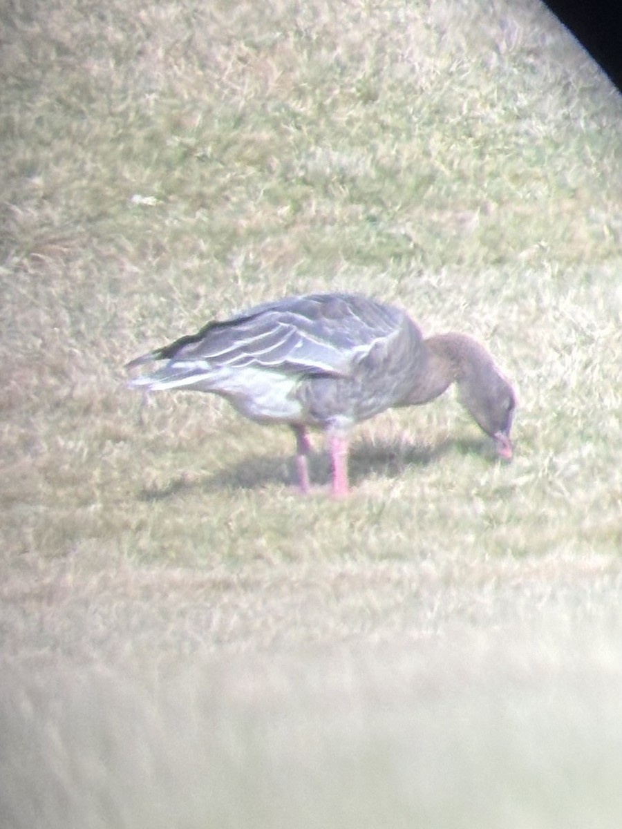 Pink-footed Goose - ML612569294