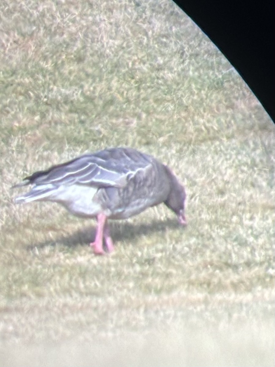 Pink-footed Goose - ML612569295