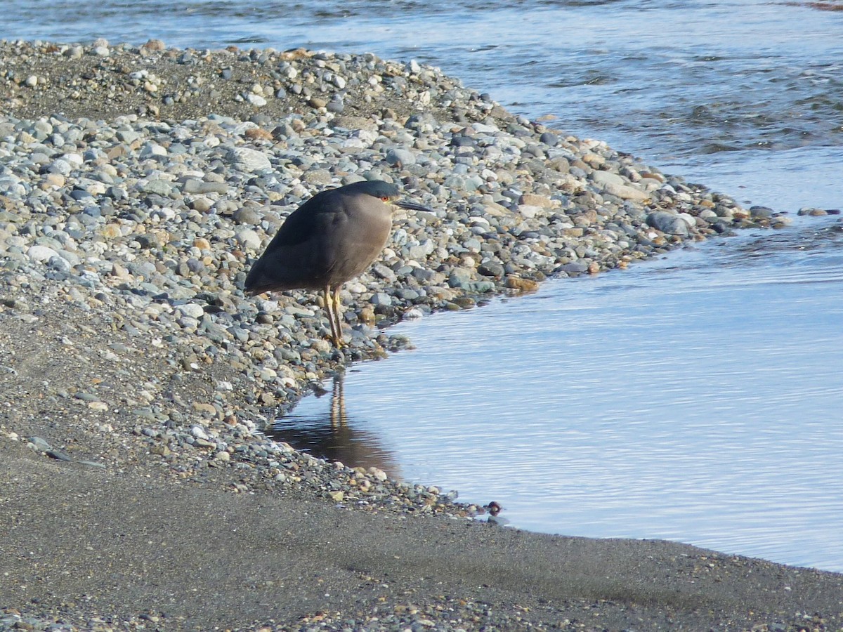 Black-crowned Night Heron (Dusky) - ML612569348