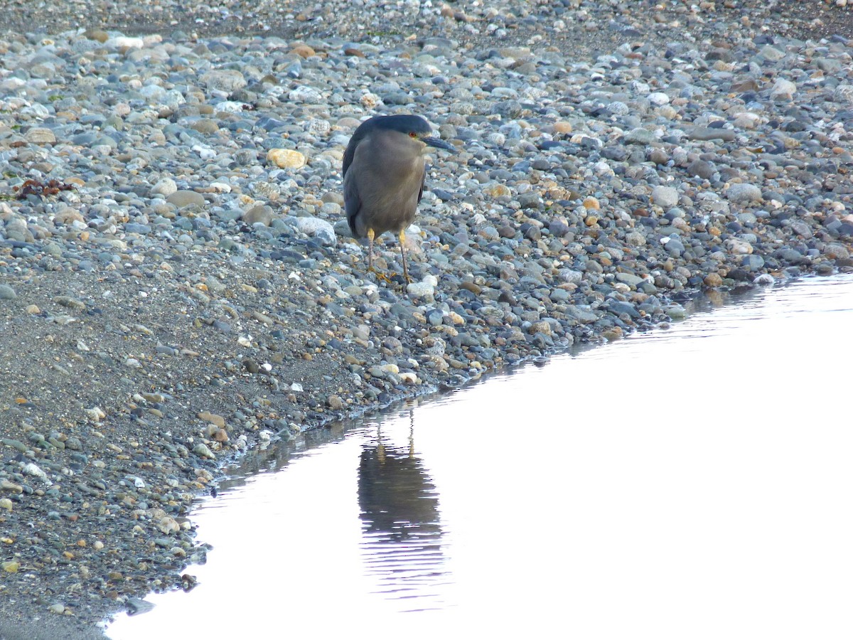 Black-crowned Night Heron (Dusky) - ML612569349