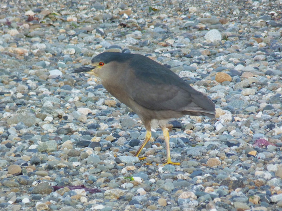 Black-crowned Night Heron (Dusky) - ML612569350