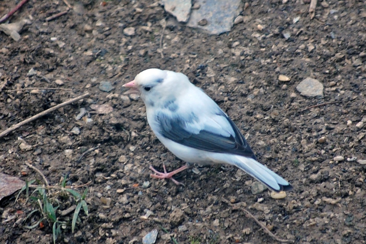 Dark-eyed Junco - Robert Walker