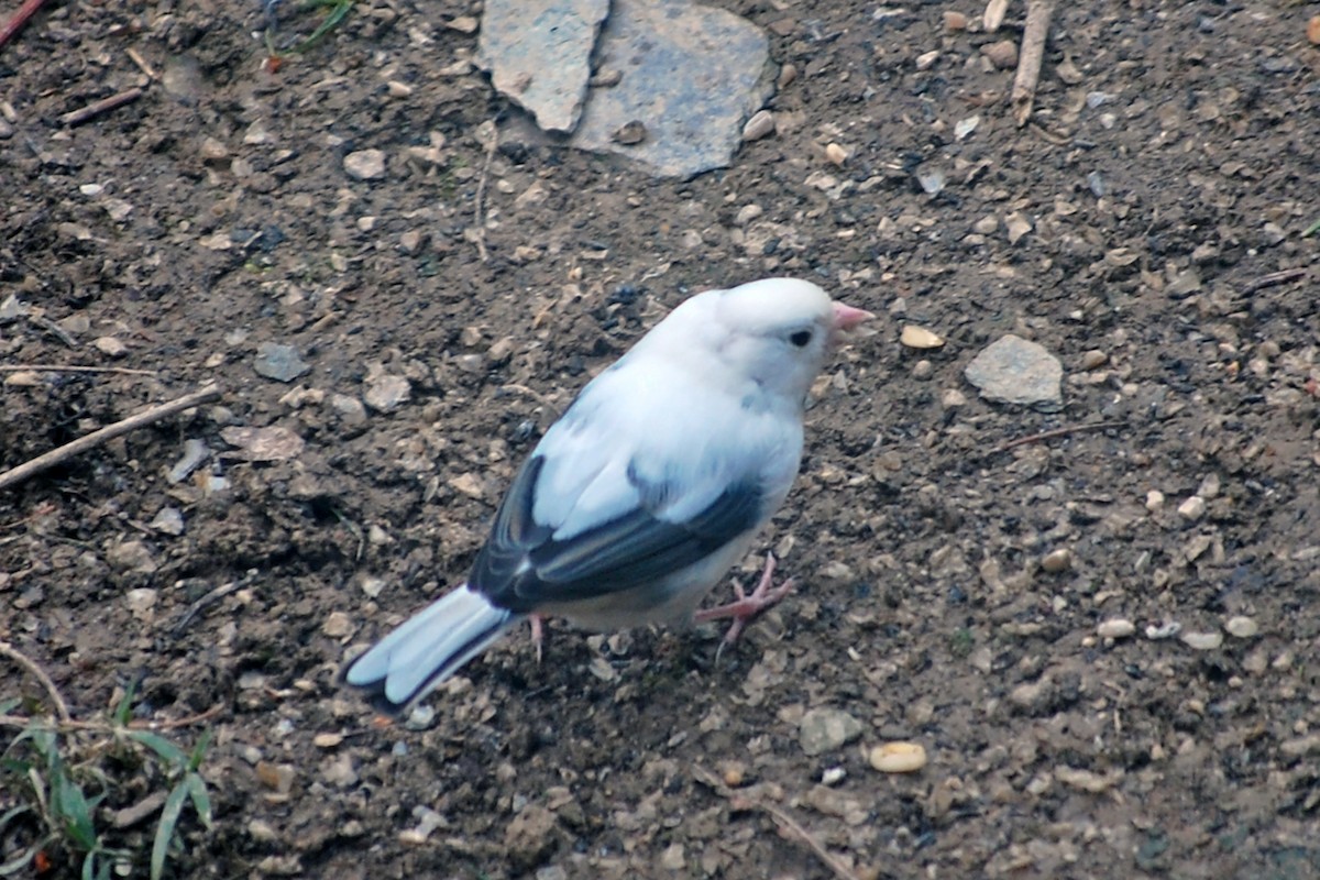 Dark-eyed Junco - ML612569460