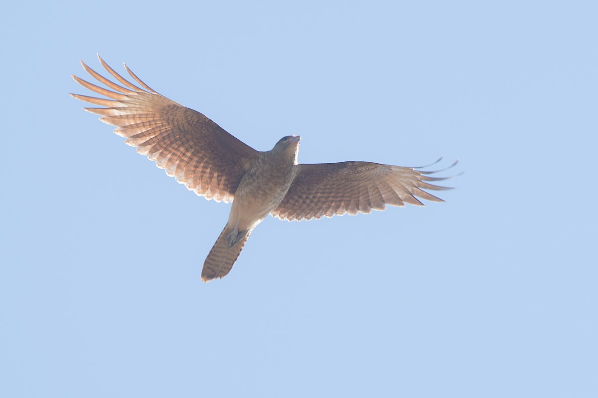 Chimango Caracara - ML612569474