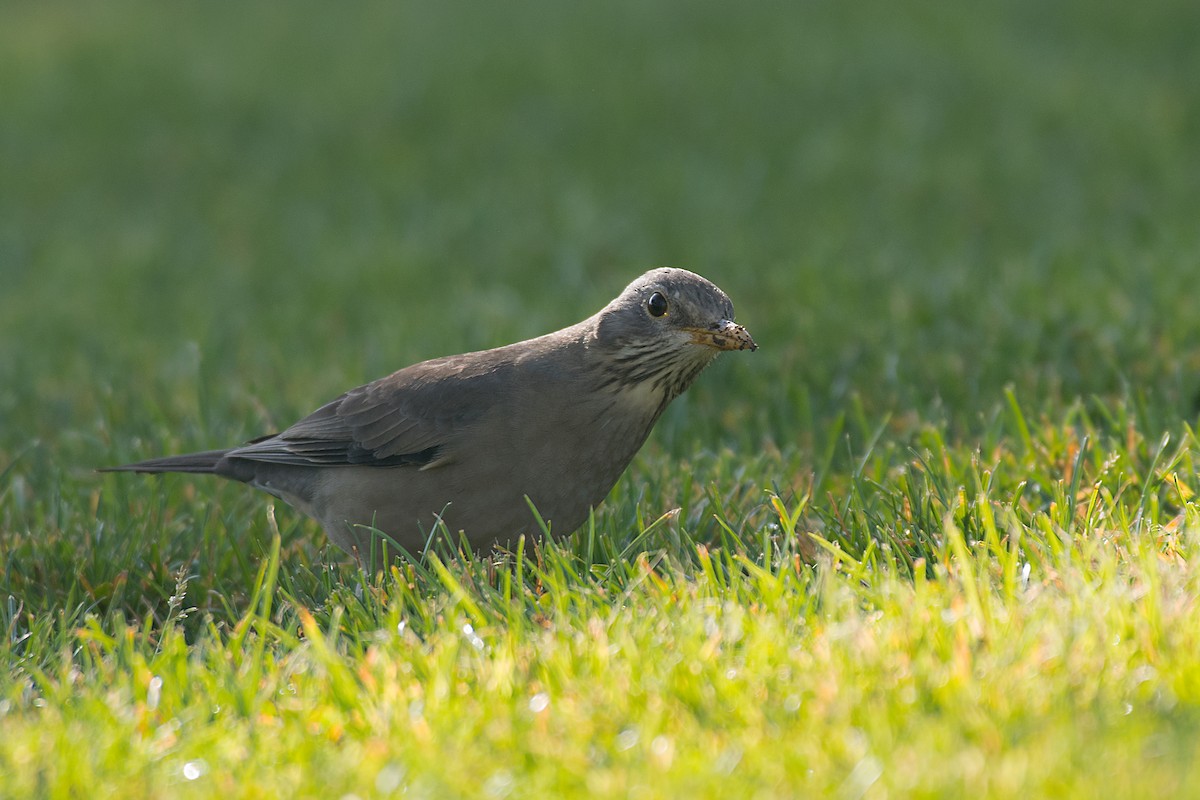 Austral Thrush - ML612569567