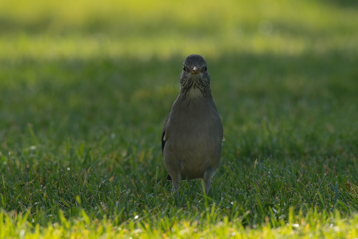 Austral Thrush - ML612569568