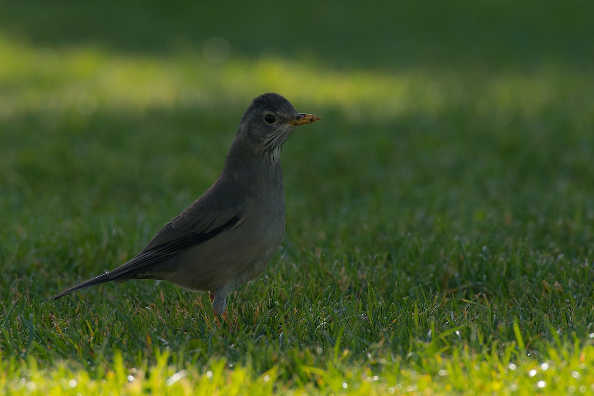 Austral Thrush - ML612569657