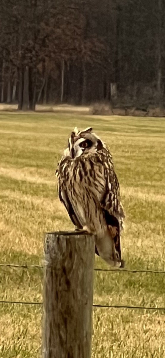 Short-eared Owl - Myron Frost