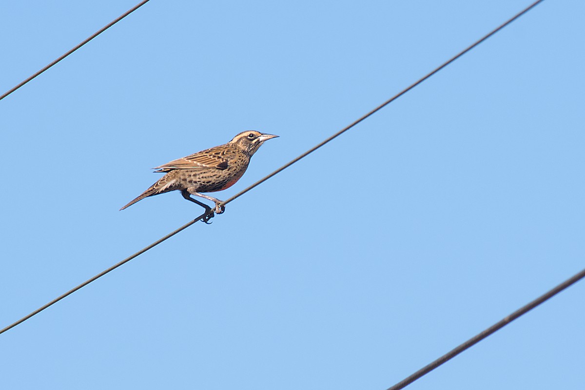 Long-tailed Meadowlark - ML612569788