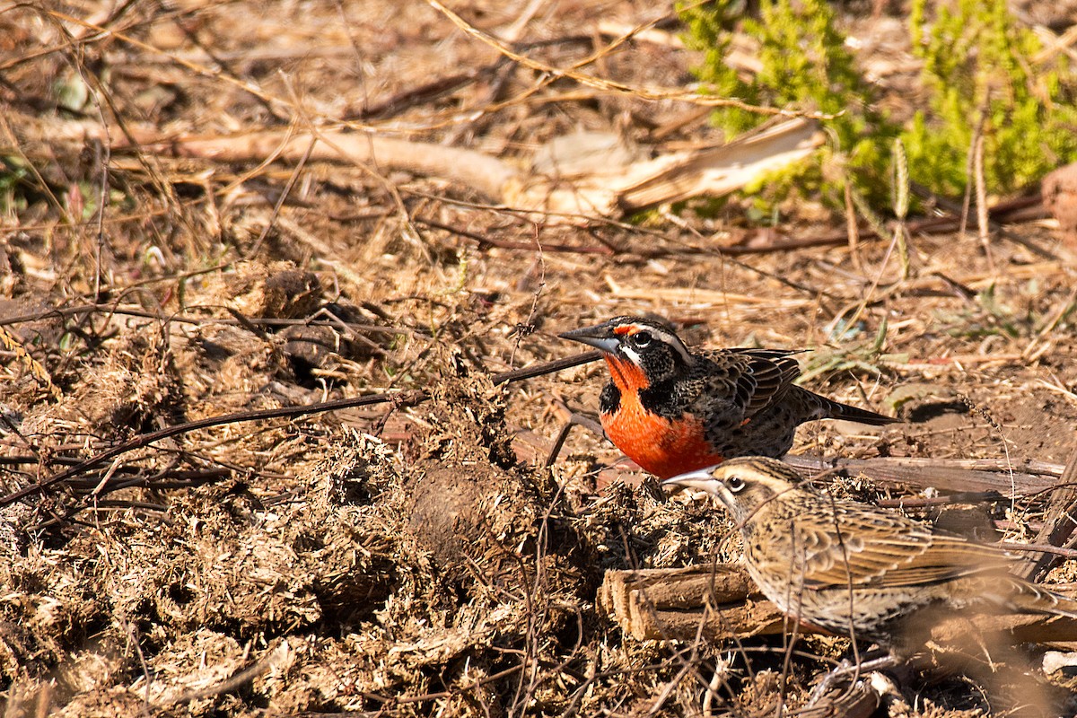 Long-tailed Meadowlark - ML612569790