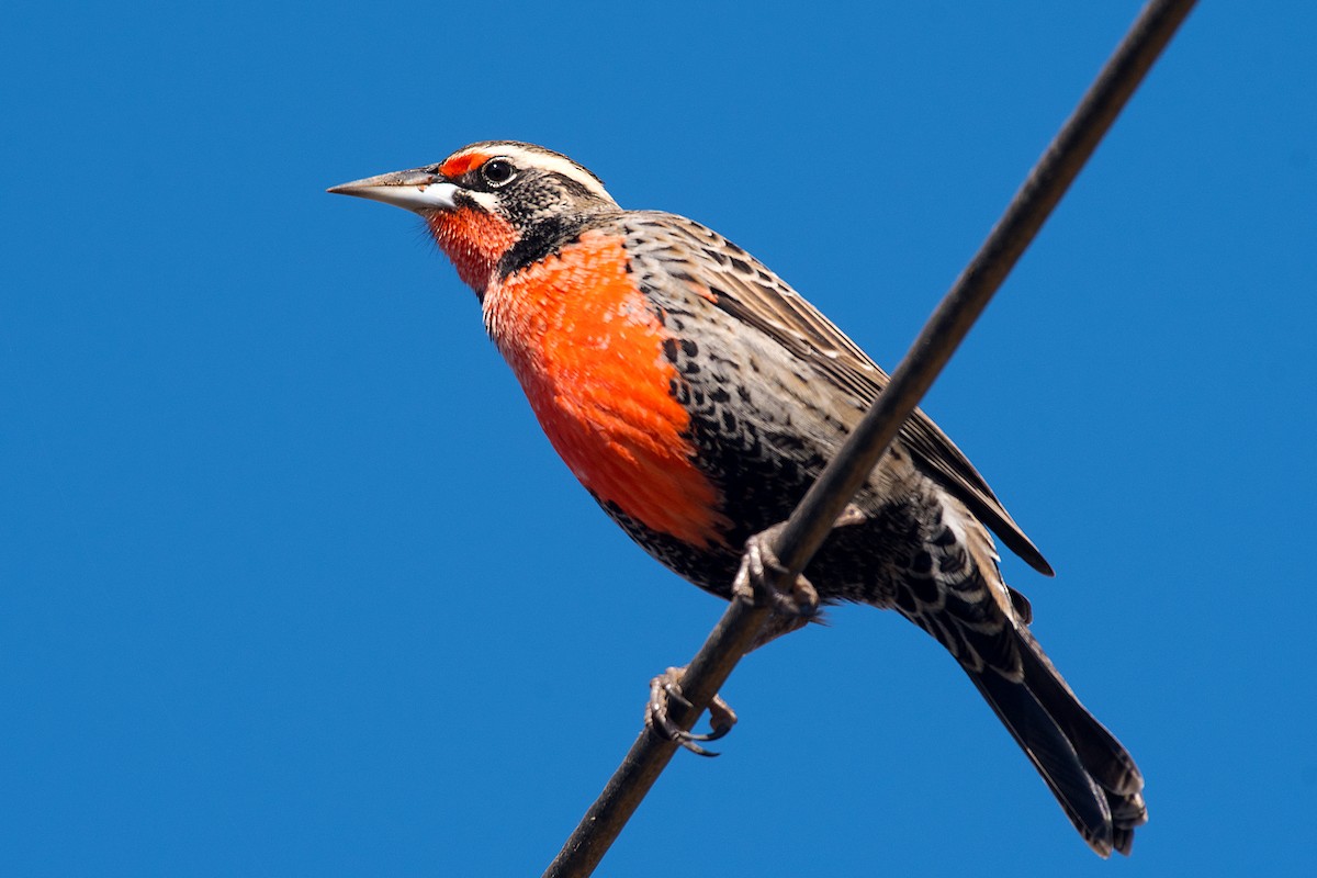 Long-tailed Meadowlark - ML612569793