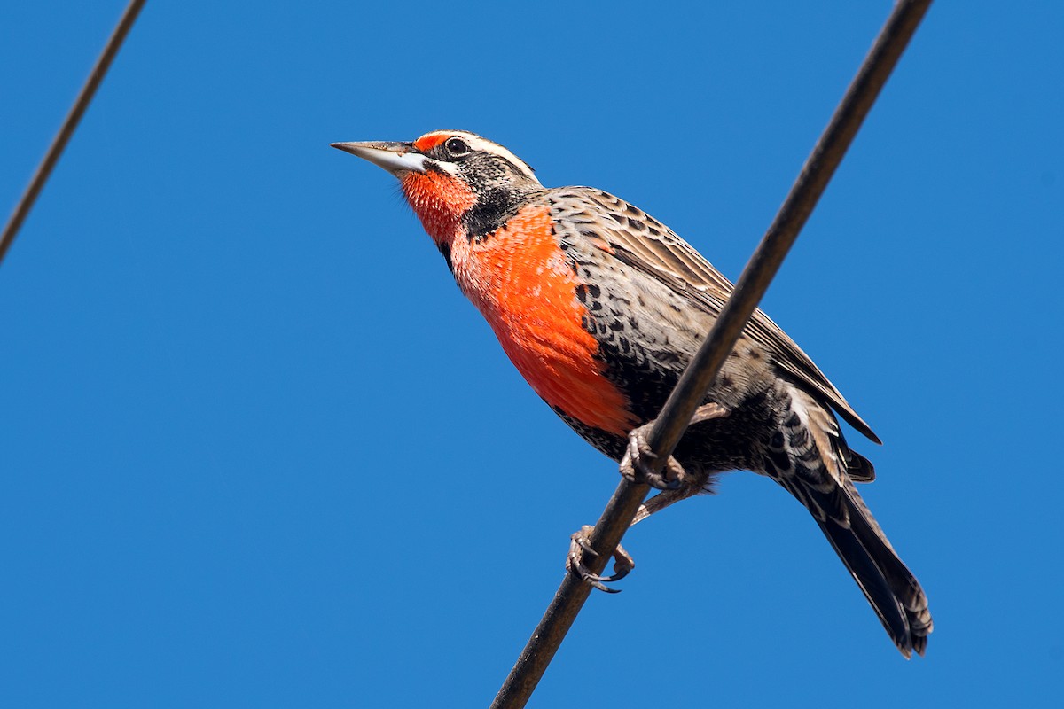 Long-tailed Meadowlark - ML612569794