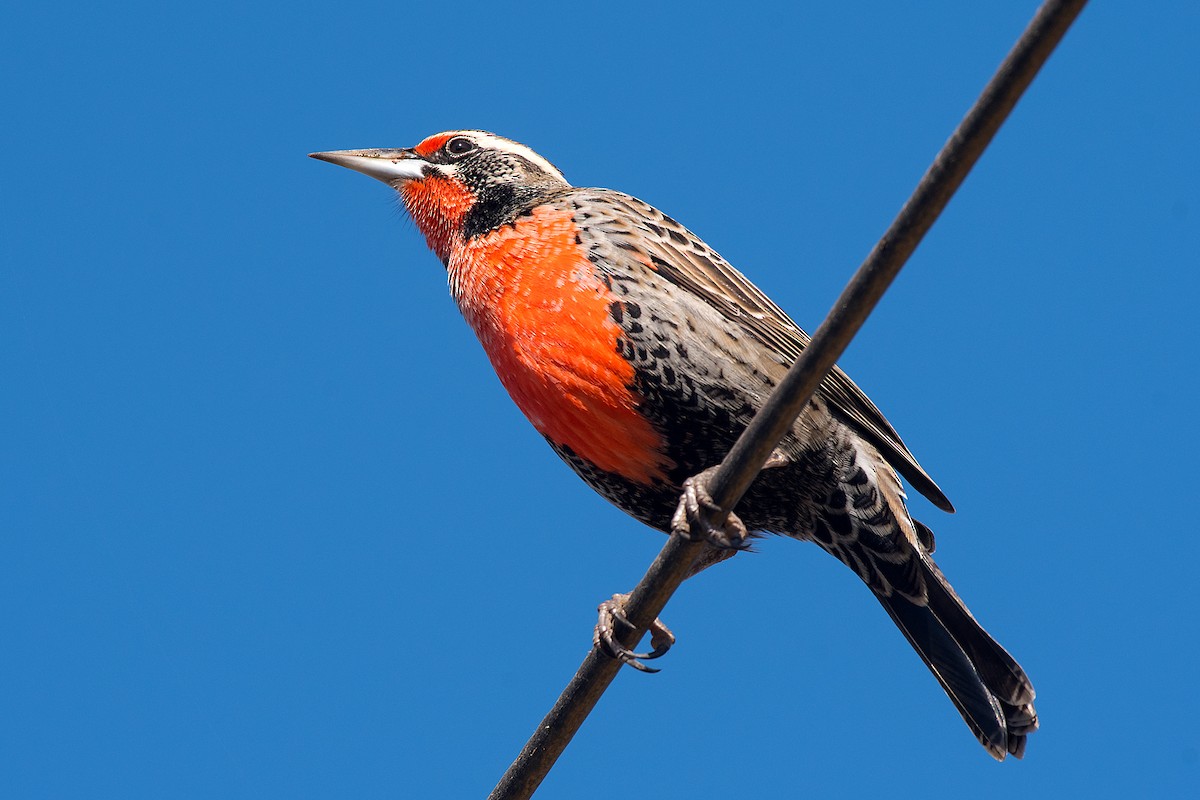 Long-tailed Meadowlark - ML612569795