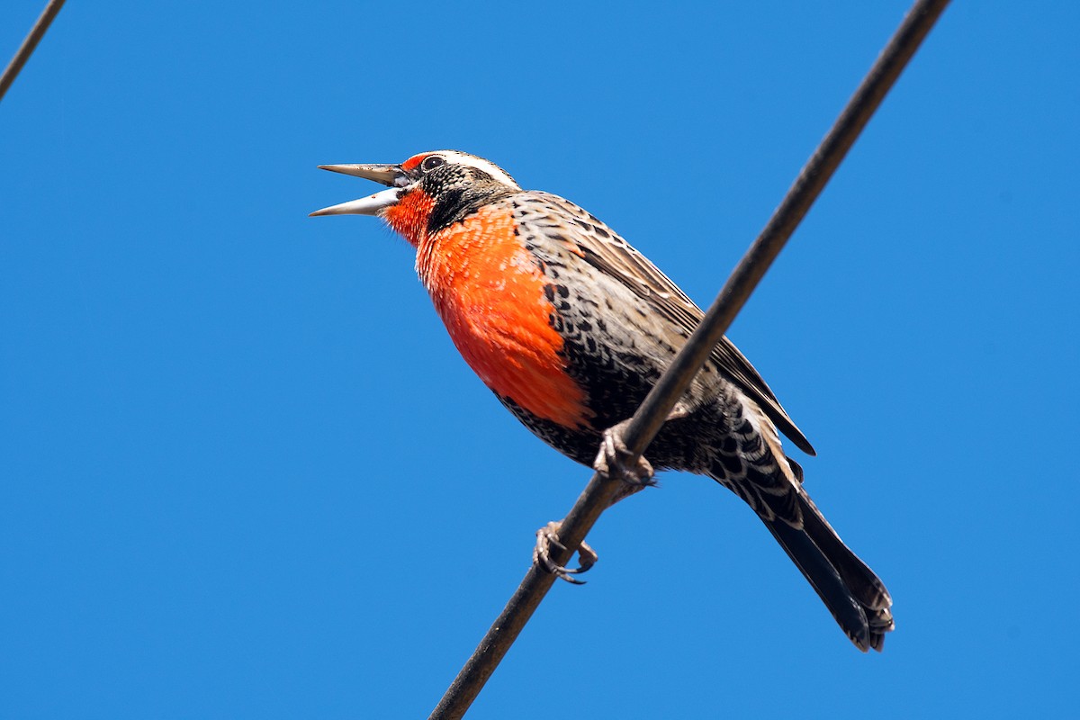 Long-tailed Meadowlark - ML612569796