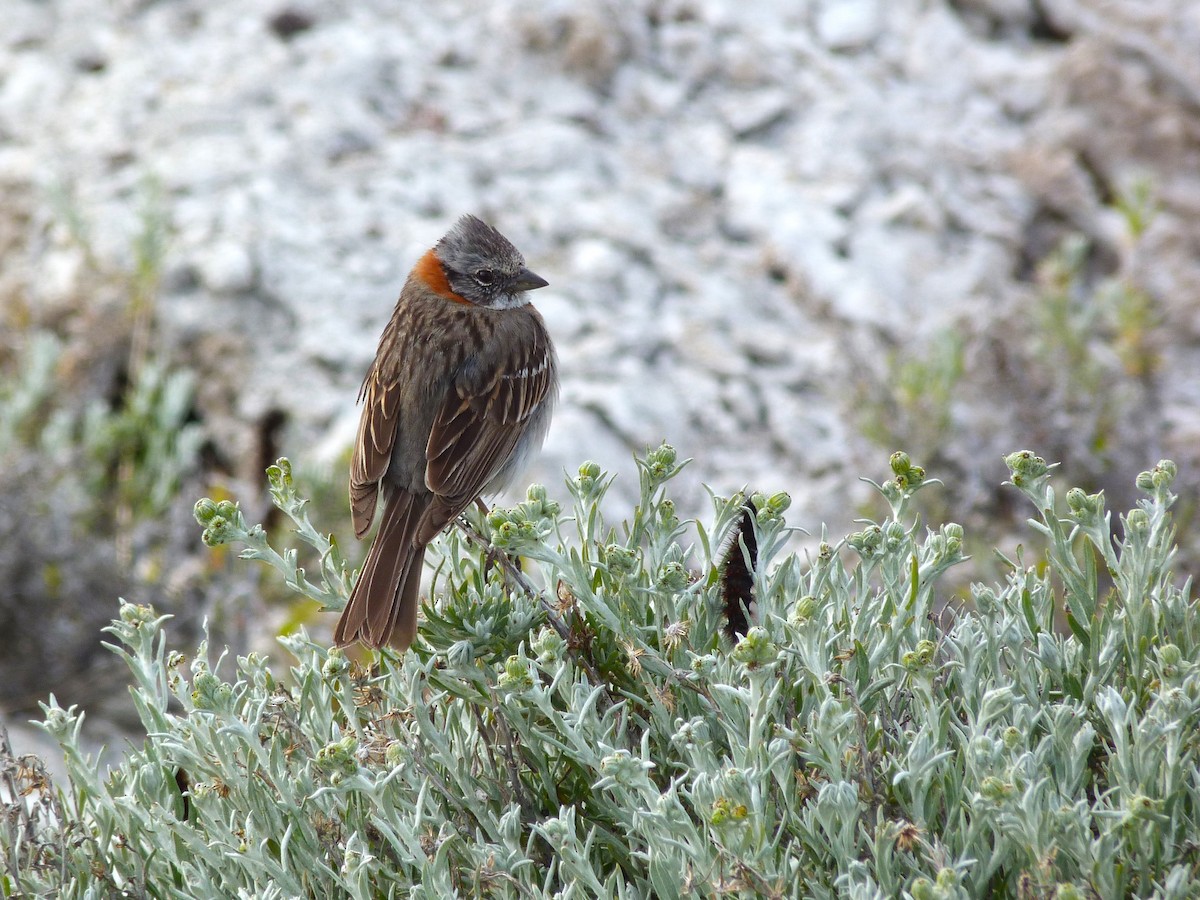 Rufous-collared Sparrow - ML612569876
