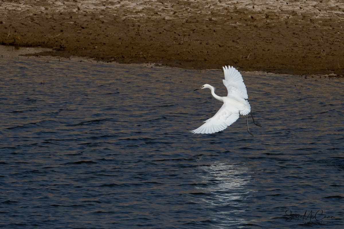 Reddish Egret - ML612569925