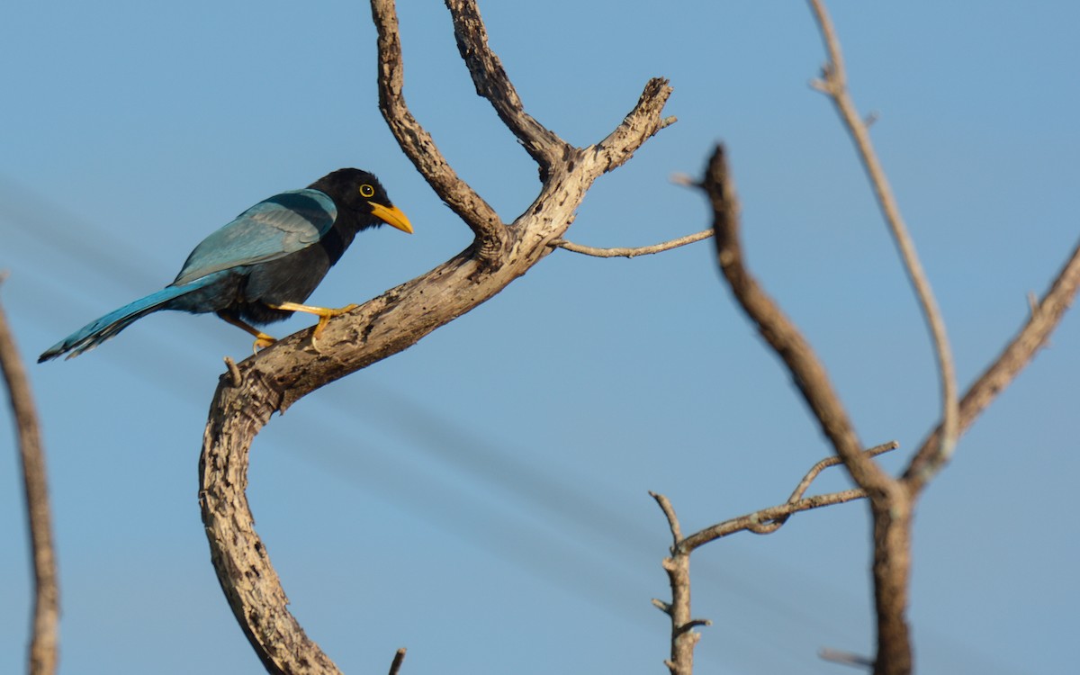 Yucatan Jay - Luis Trinchan