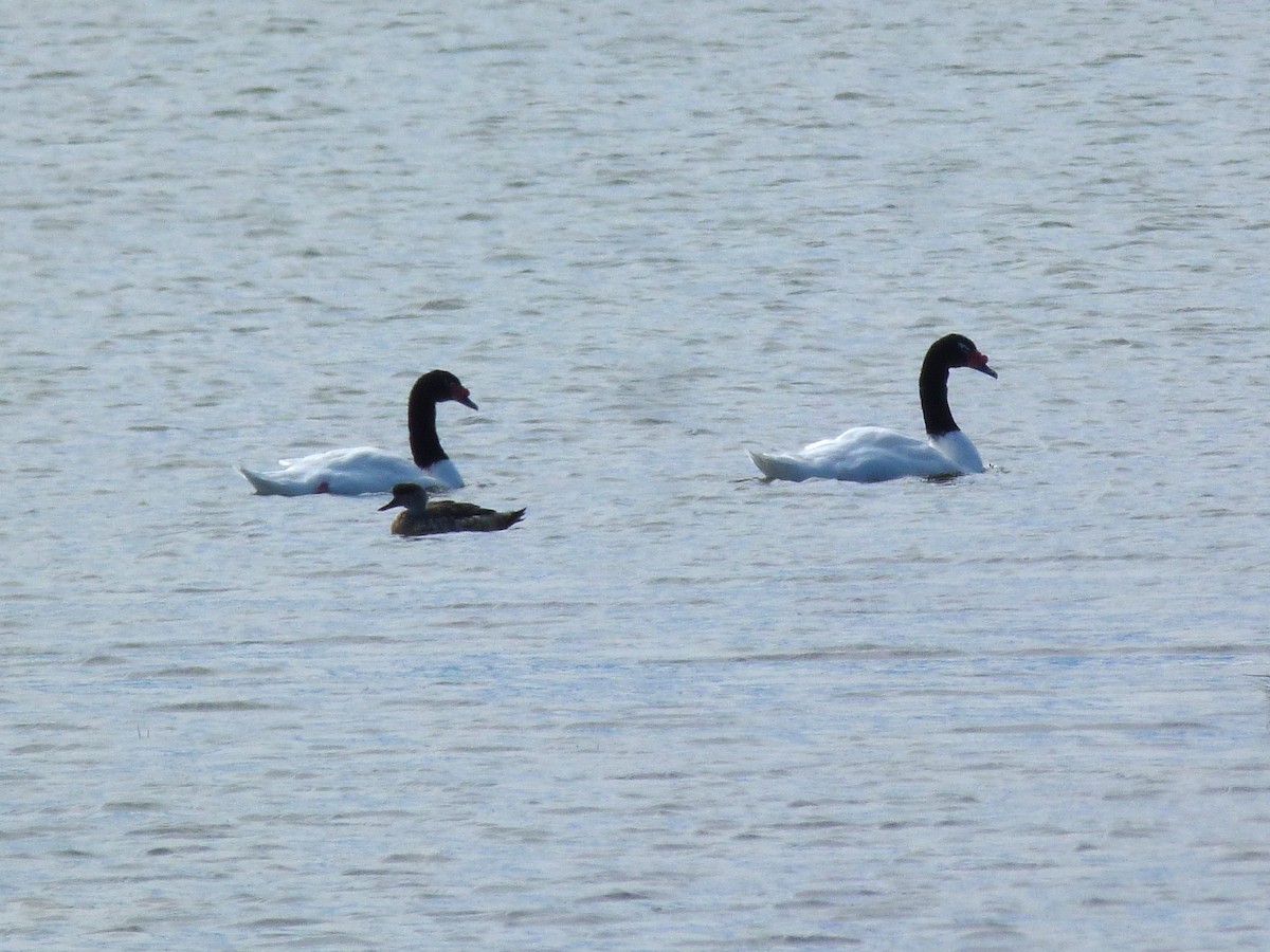 Cygne à cou noir - ML612569946