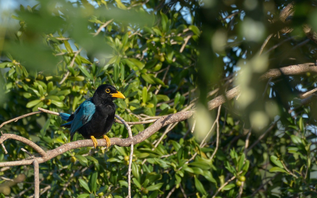 Geai du Yucatan - ML612569949