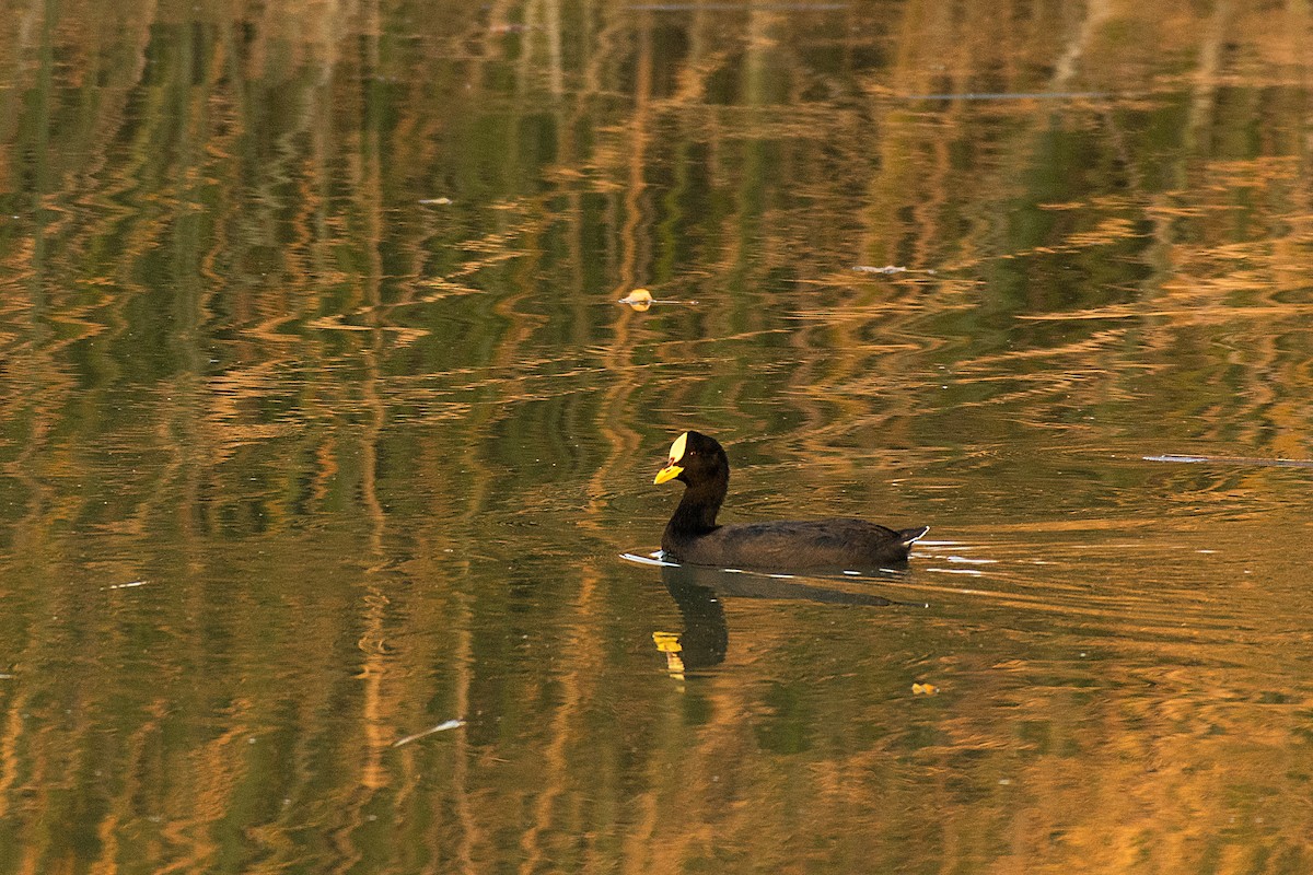 Red-gartered Coot - Robert Biermann