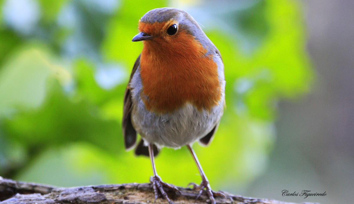 European Robin - Carlos Figueiredo