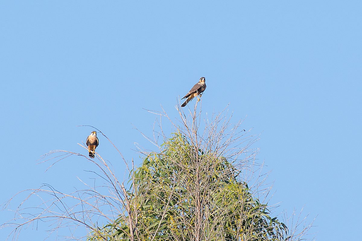 Aplomado Falcon - ML612570123