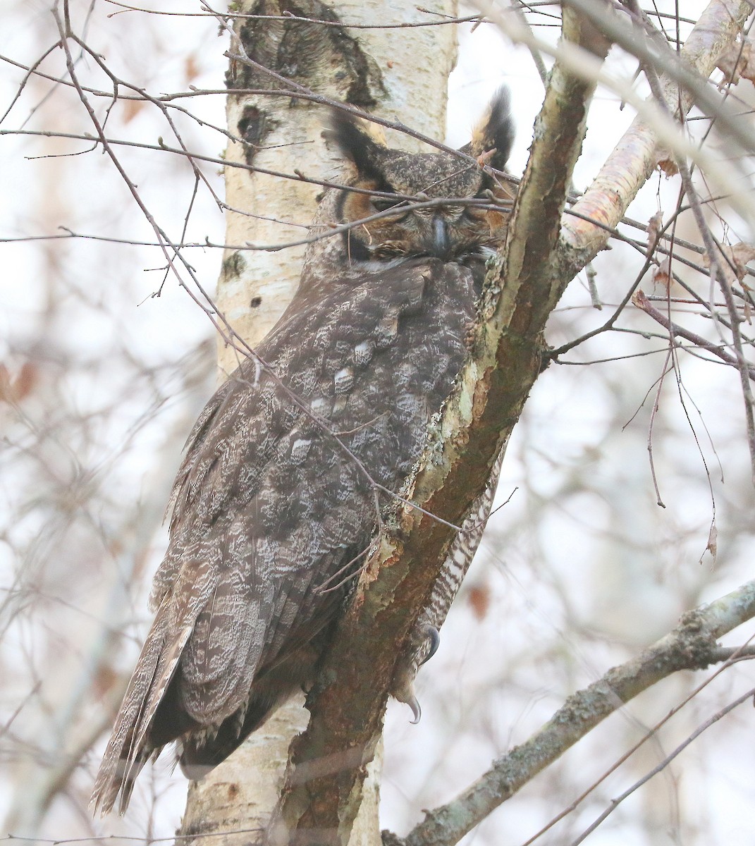 Great Horned Owl - Mike Fung