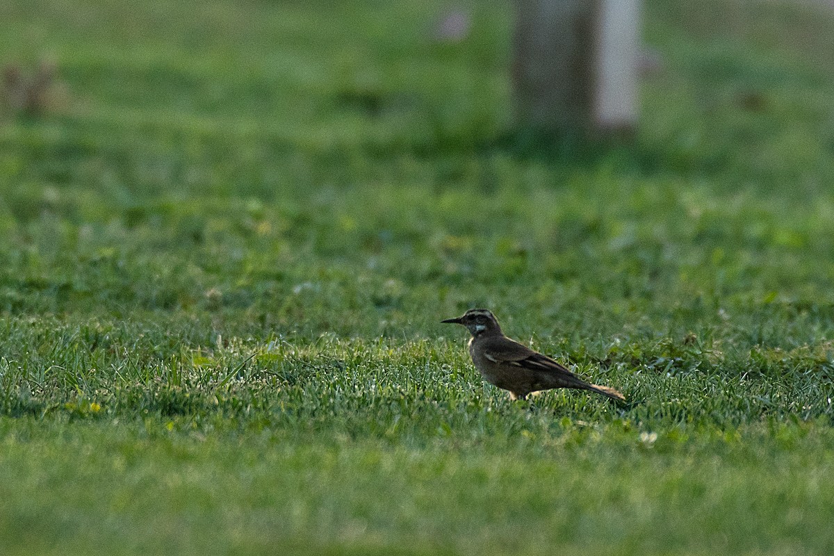 Remolinera Araucana - ML612570173