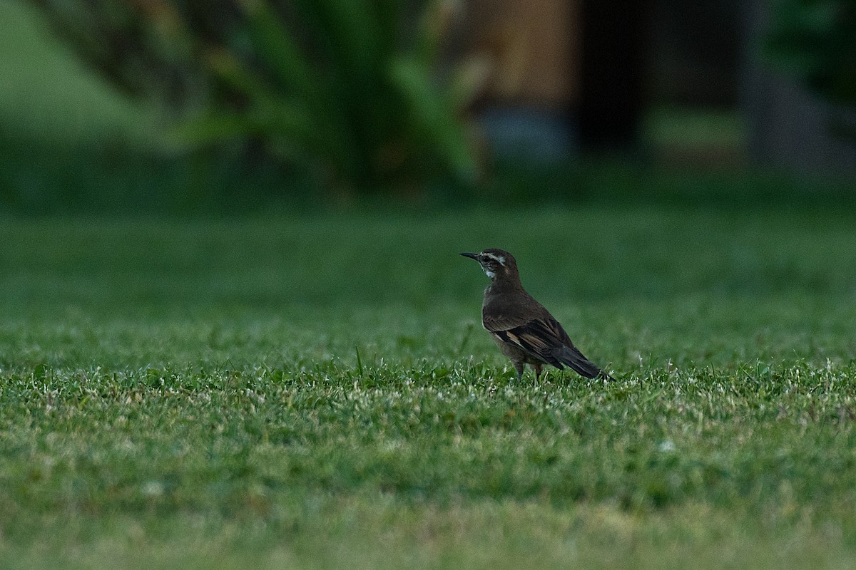 Dark-bellied Cinclodes - Robert Biermann