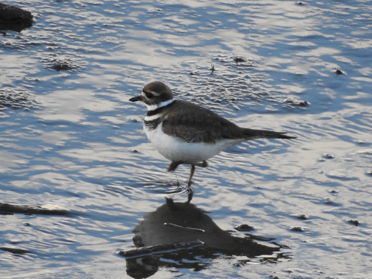 Killdeer - ML612570190