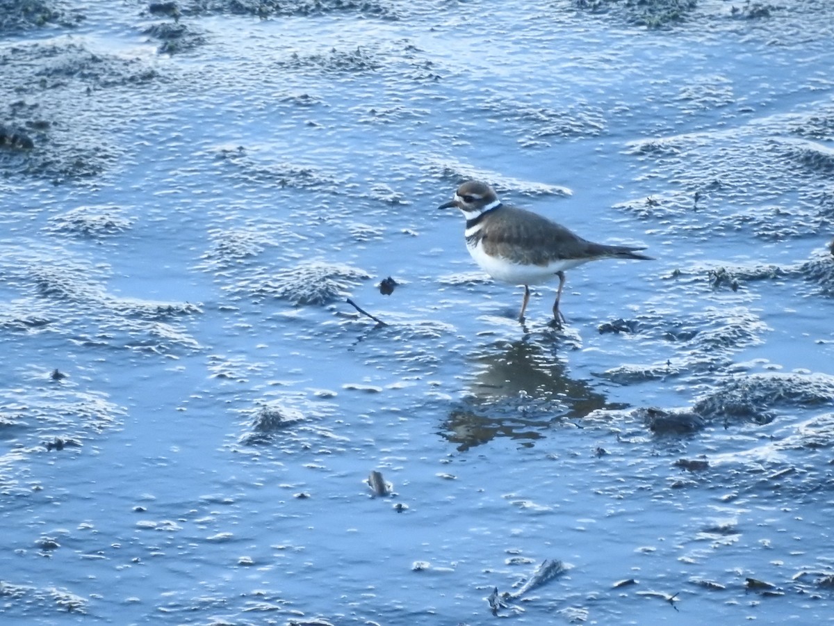 Killdeer - ML612570191