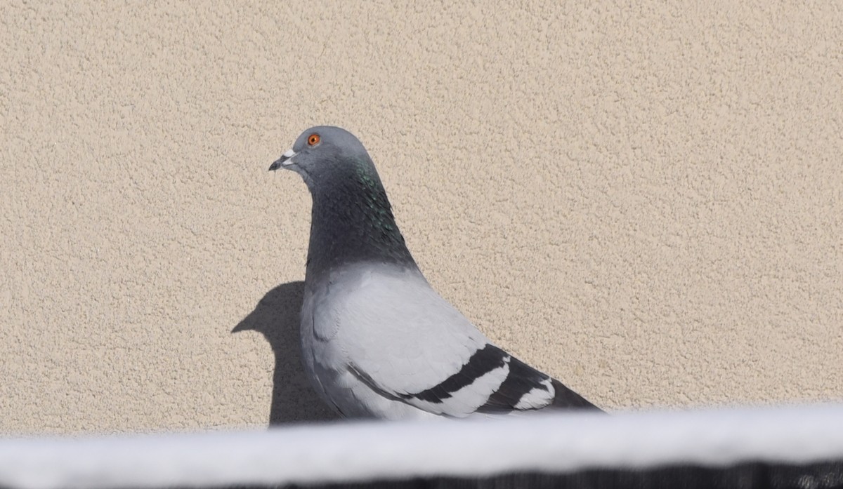 Rock Pigeon (Feral Pigeon) - ML612570246