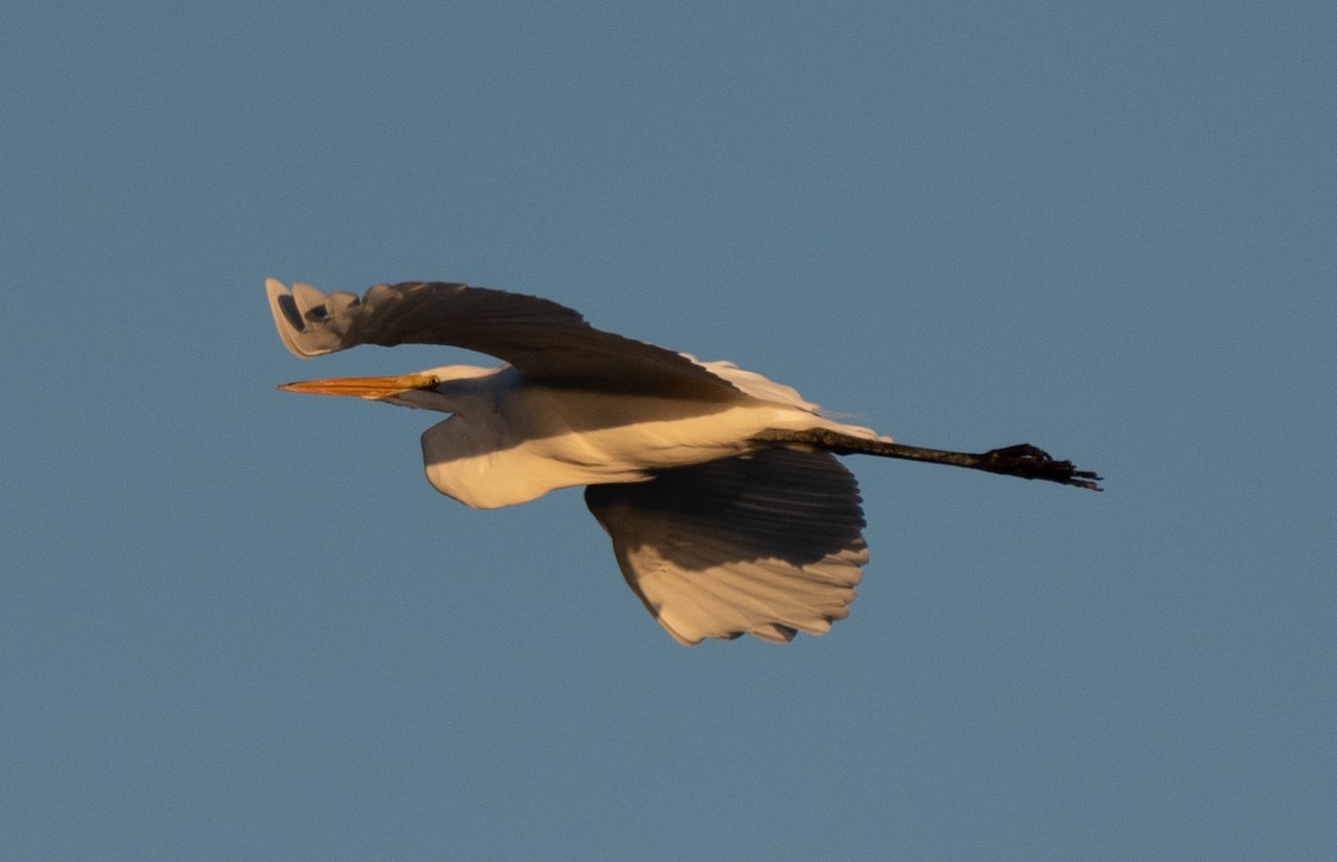 Great Egret - ML612570329