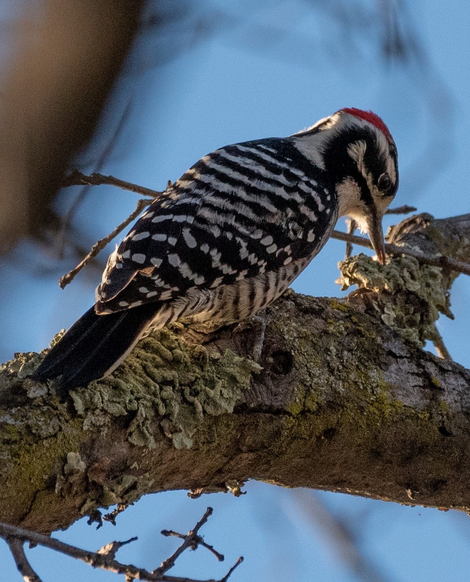 Nuttall's Woodpecker - ML612570349