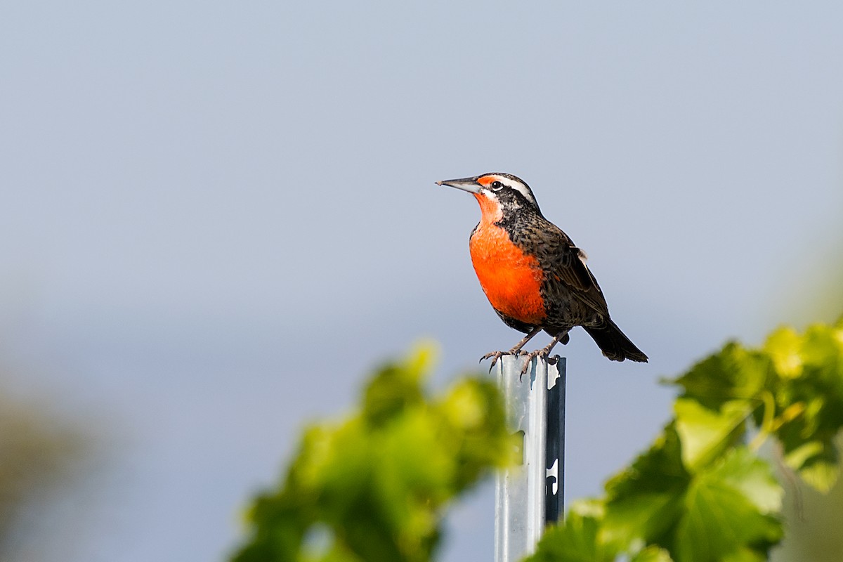 Long-tailed Meadowlark - Robert Biermann