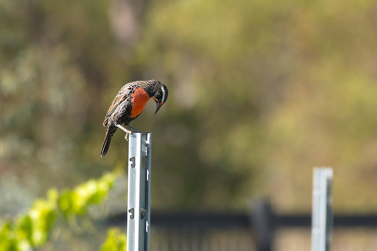 Long-tailed Meadowlark - ML612570373