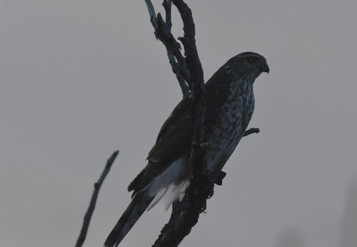 Sharp-shinned Hawk - ML612570413