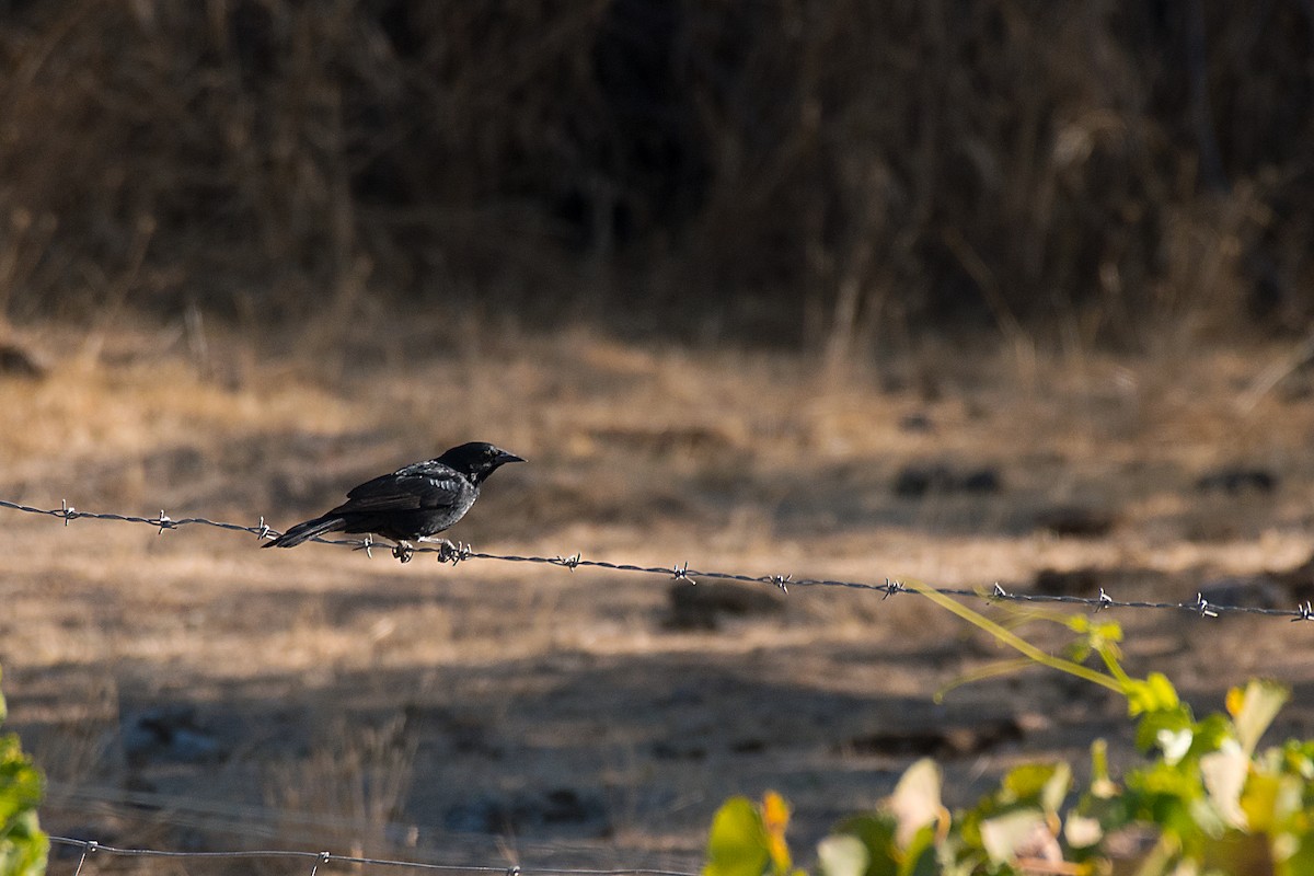 patagoniatrupial - ML612570423